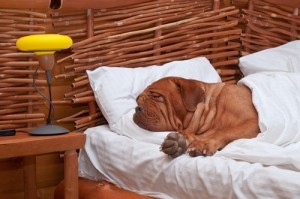 Un cane sogna felice nel letto di un hotel