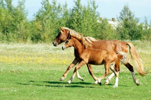 I cavalli di RomaCavalli
