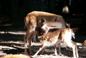 Foresta Umbra, Gargano