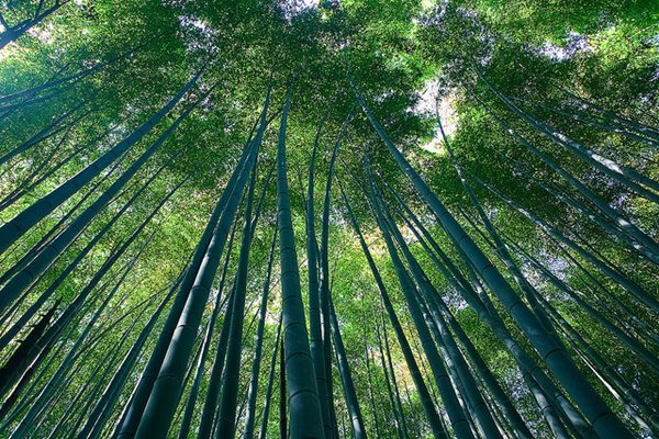Foresta bambu 