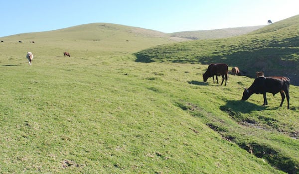 verdi colline coffeebay