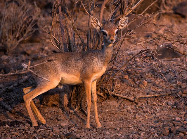 dik dik africa