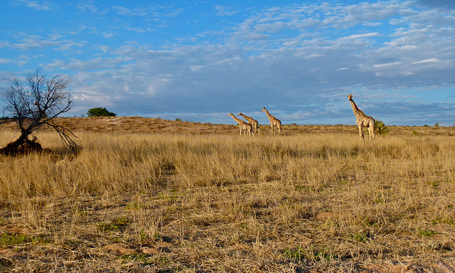 giraffa savana africana