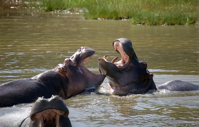 ippopotamo