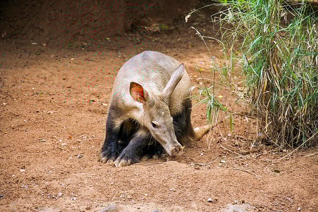 oritteropo