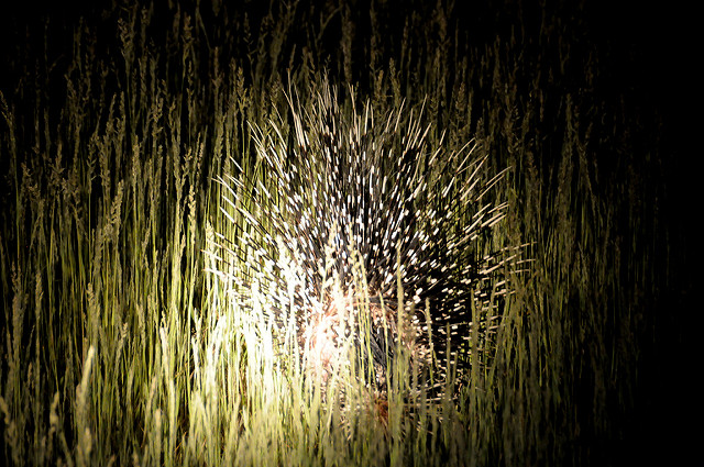 porcospino notturno