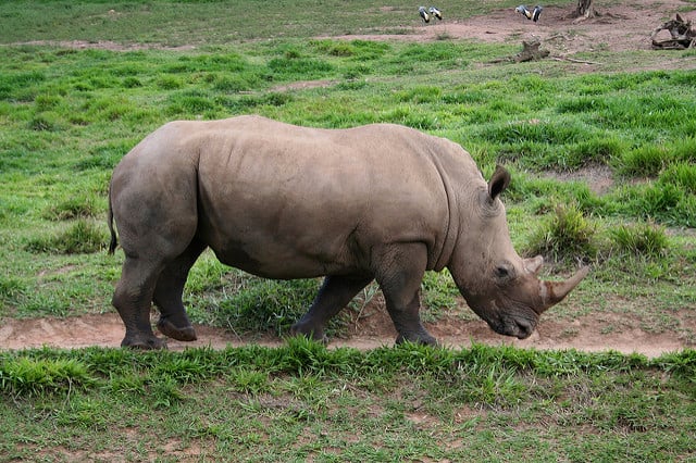rinoceronte