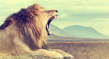 Animali africani dalla A alla Z