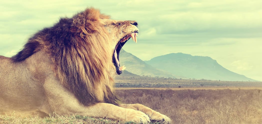 nomi di animali dalla a alla z edreams blog di viaggi