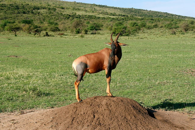 topi, antilope della savana africana