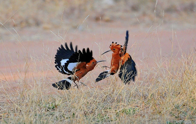 upupa