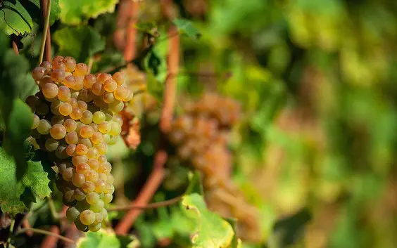 Verdicchio ambasciatore marchigiano