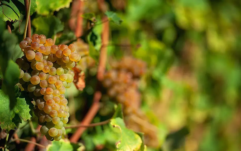 Verdicchio ambasciatore marchigiano