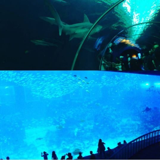 acquario singapore