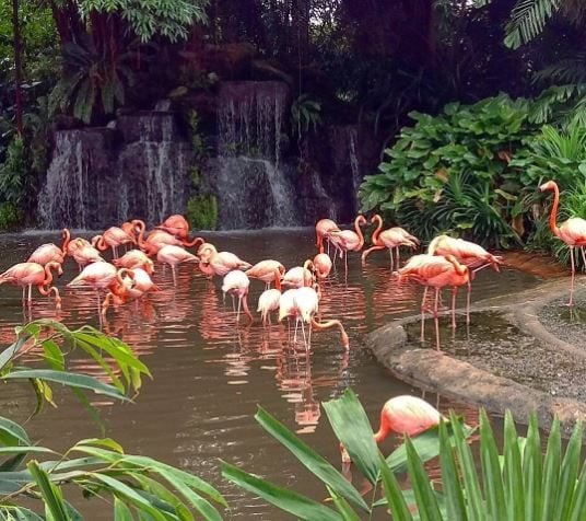 jurong bird park