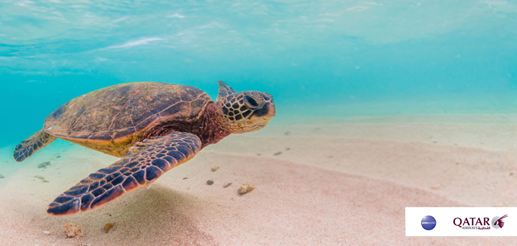 concorso volo seychelles