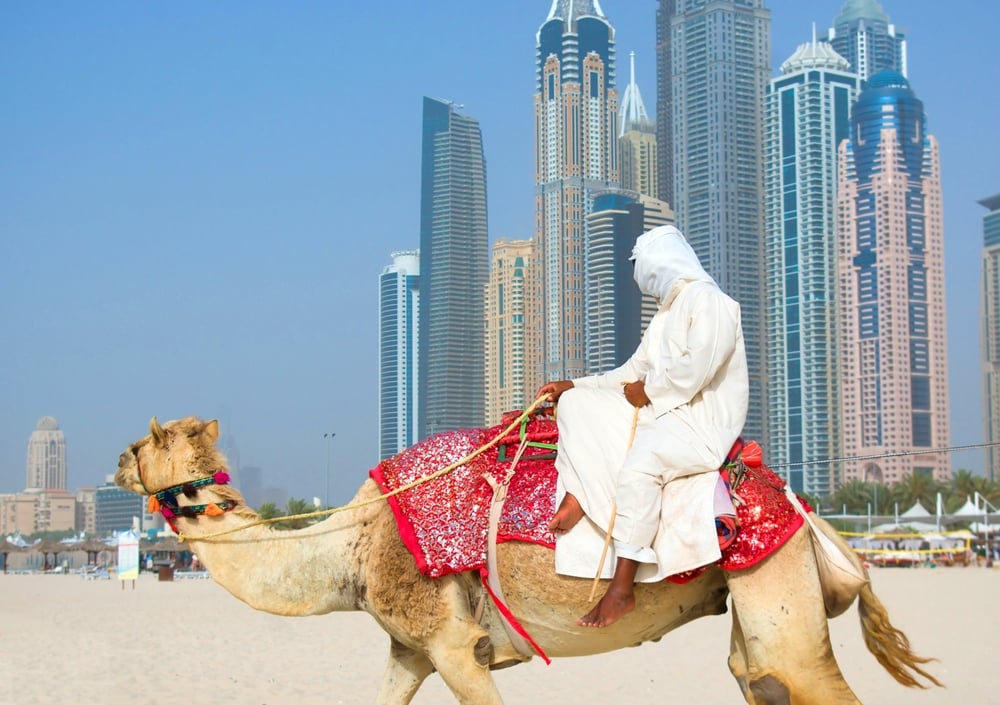 dubai spiaggia cammello