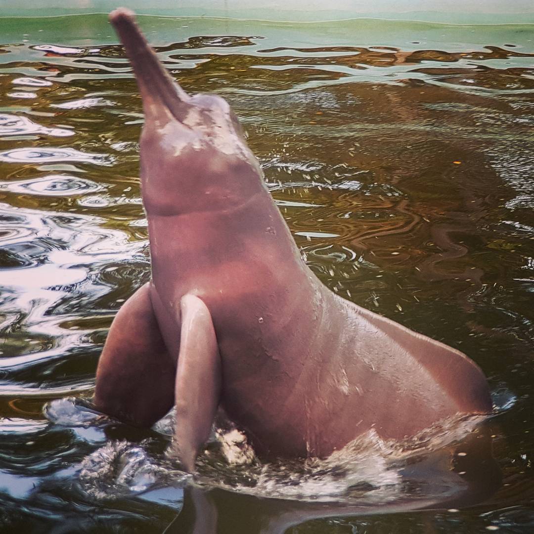 delfini rosa cose da fare ecuador edreams blog di viaggi