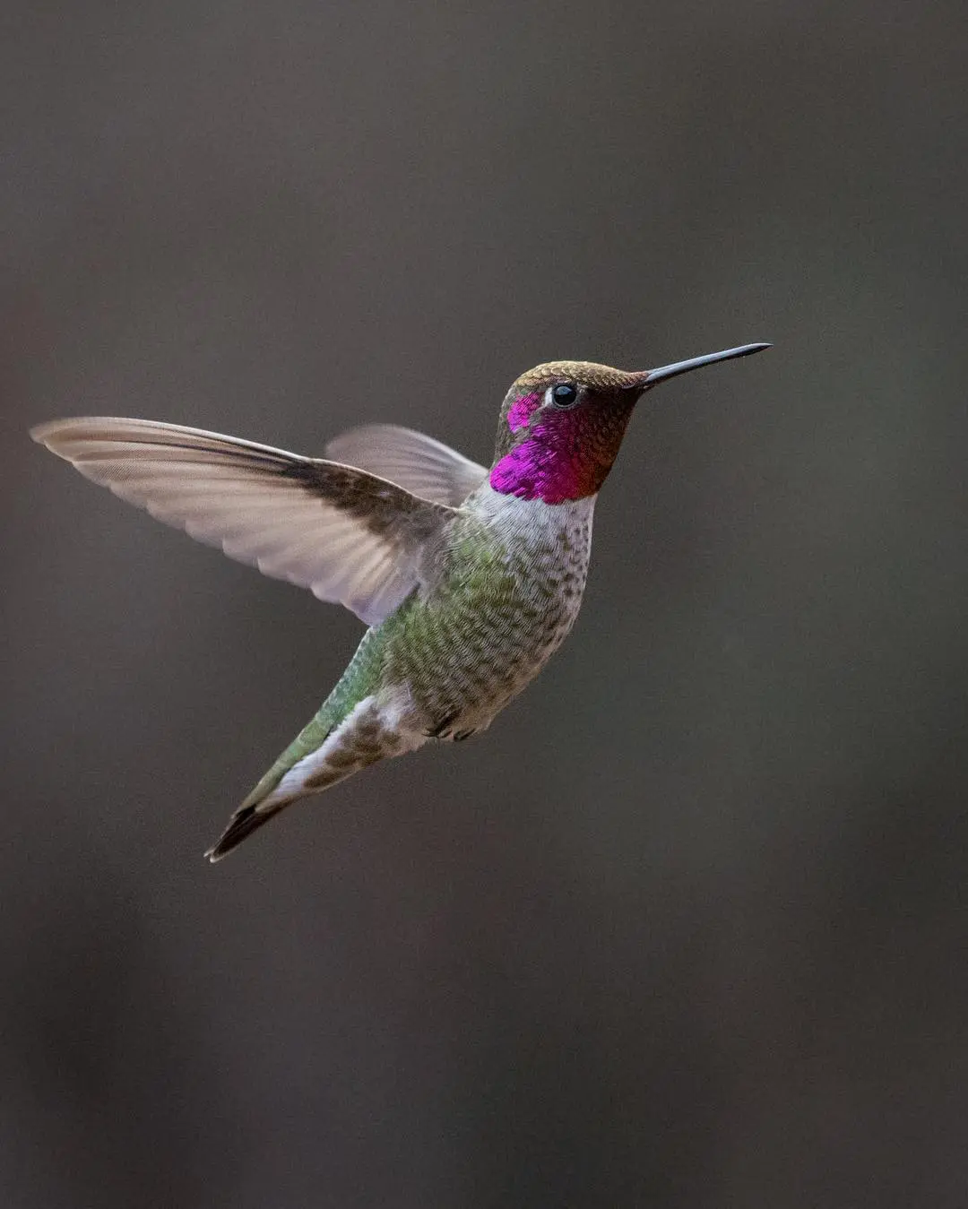 colibrì cose da fare ecuador edreams blog di viaggi