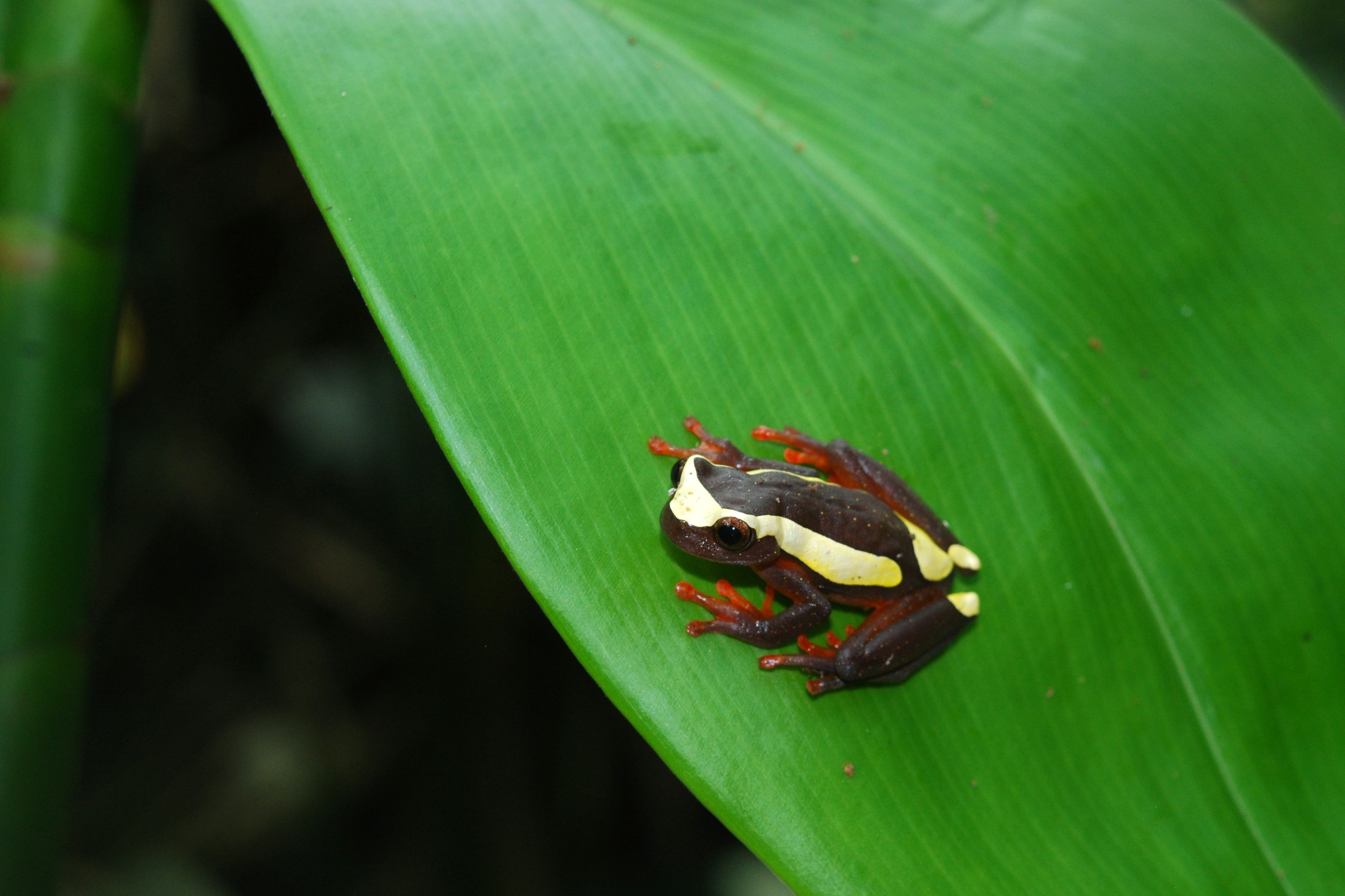 rana cose da fare ecuador edreams blog di viaggi