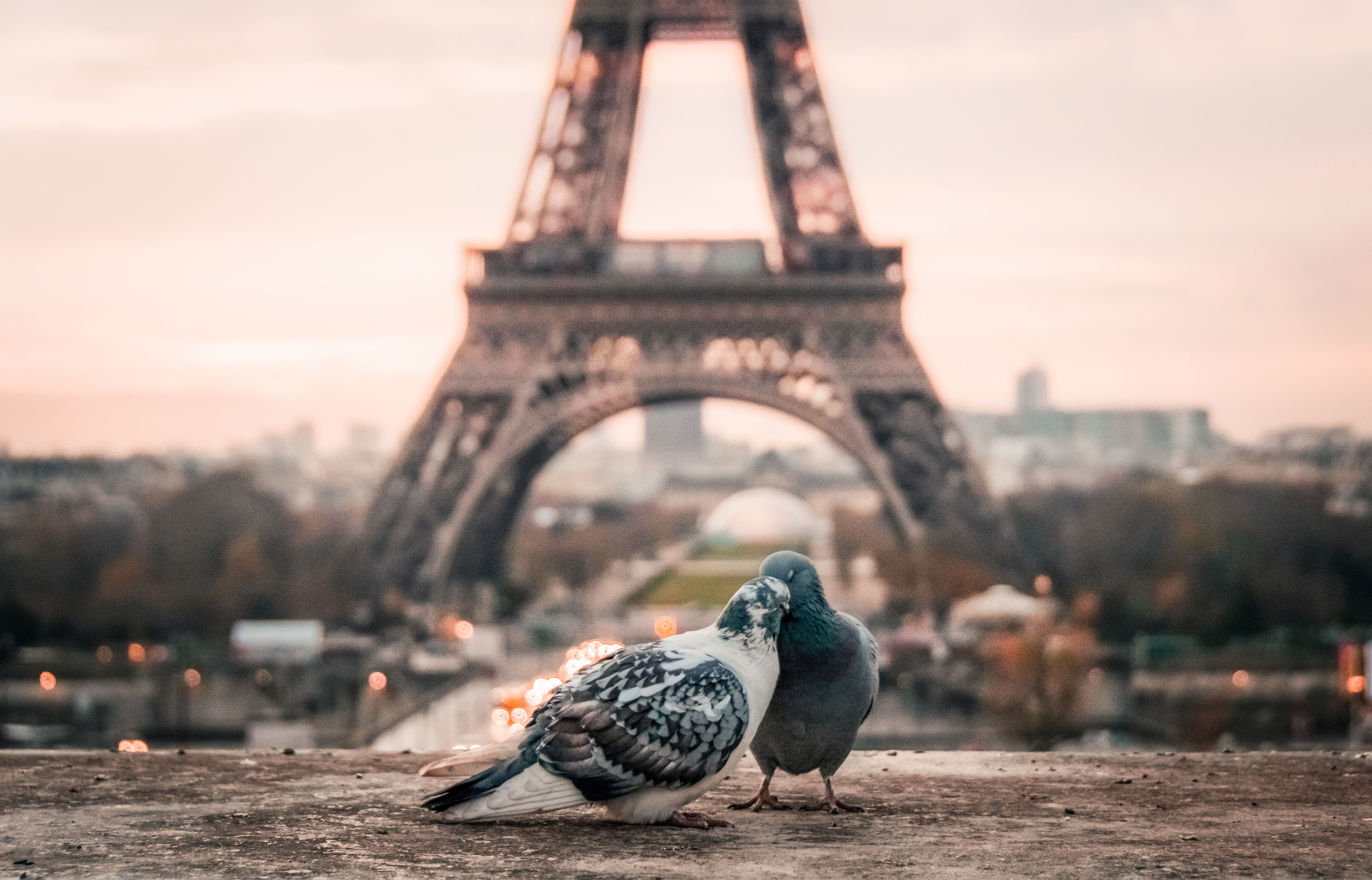 parigi trocadero piccioni