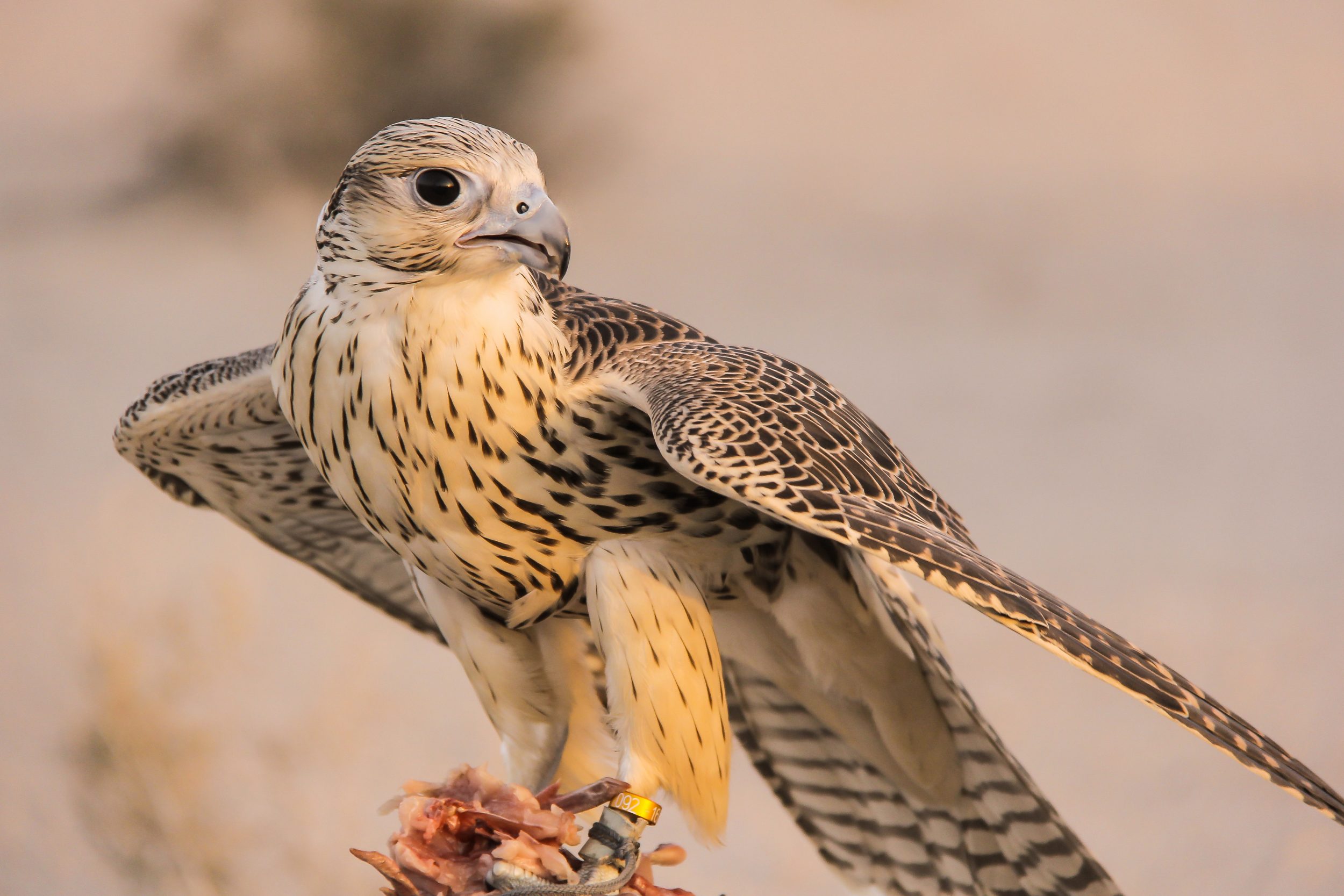 Abu Dhabi Falcon Hospital