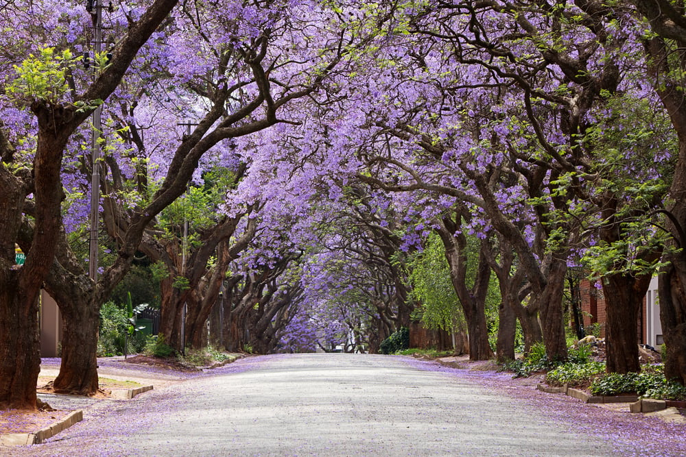 strada con alberi di jacaranda Johannesburg 
