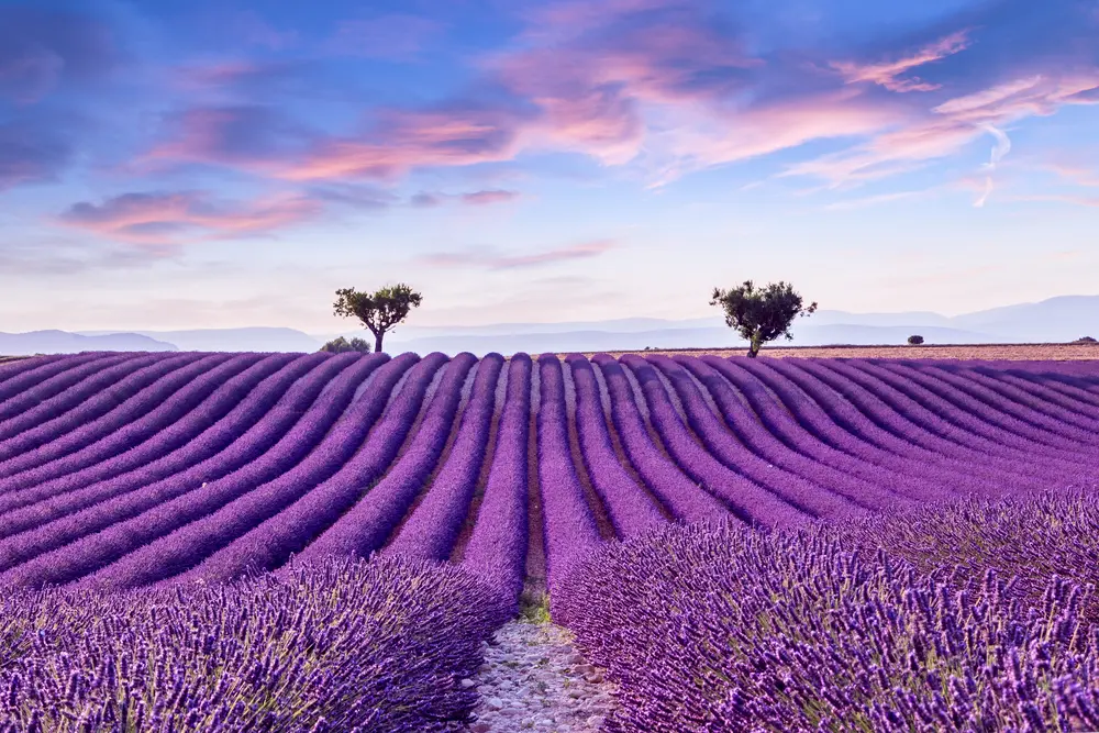 campi di lavanda Provenza