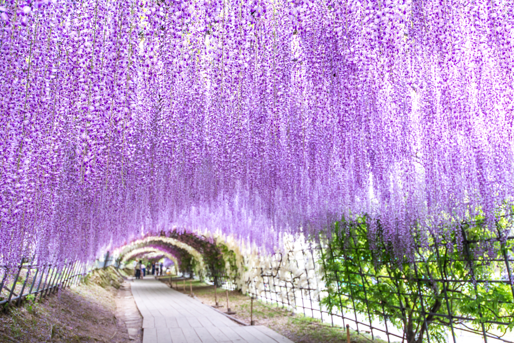 tunnel di glicini Kawachi Wisteria Garden Giappone