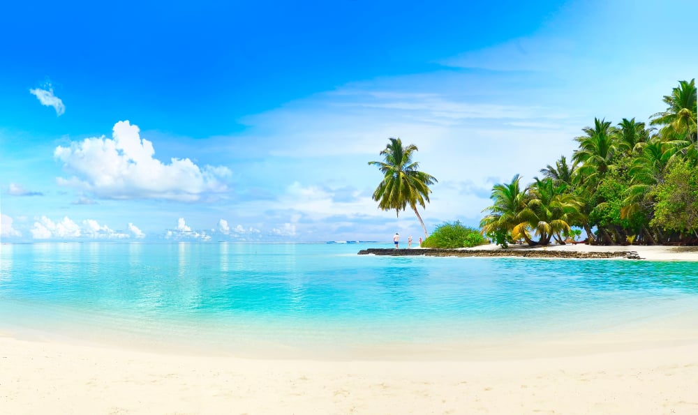 panorama spiaggia tropicale con palme