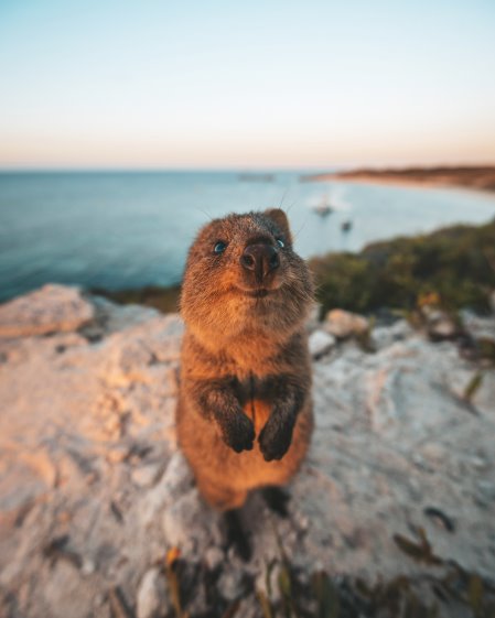 quokka australiano