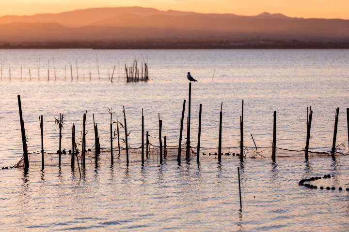 Cosa fare nella Comunità Valenciana : Albufera