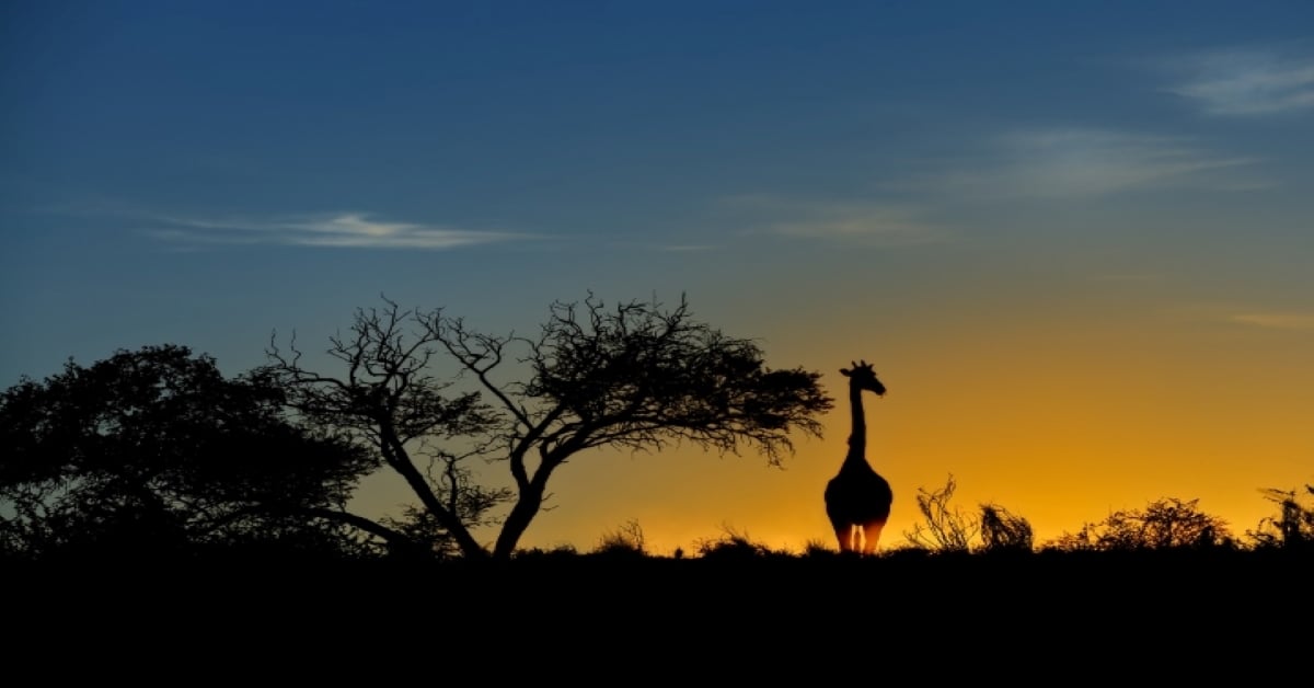 Giraffa al tramonto in Sudafrica