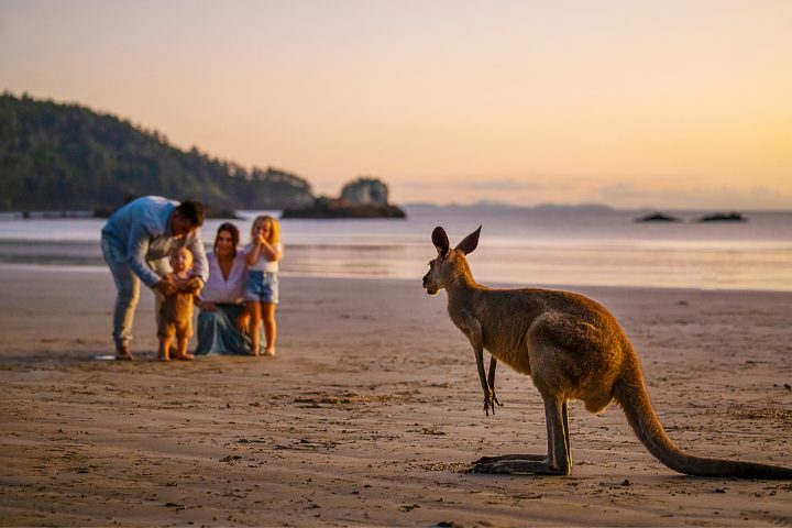 Canguro si avvicina ad una famiglia, Australia