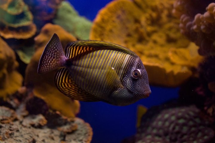 Pesce particolare visibile nell'acquario di Eilat