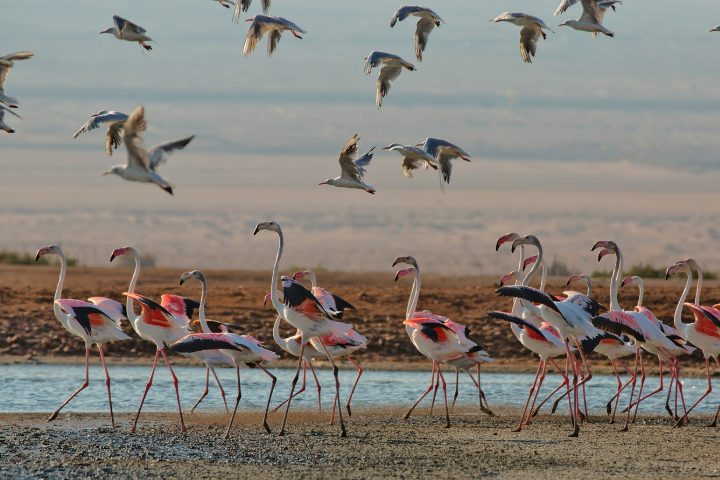 Fenicotteri, riserva naturale a Eilat