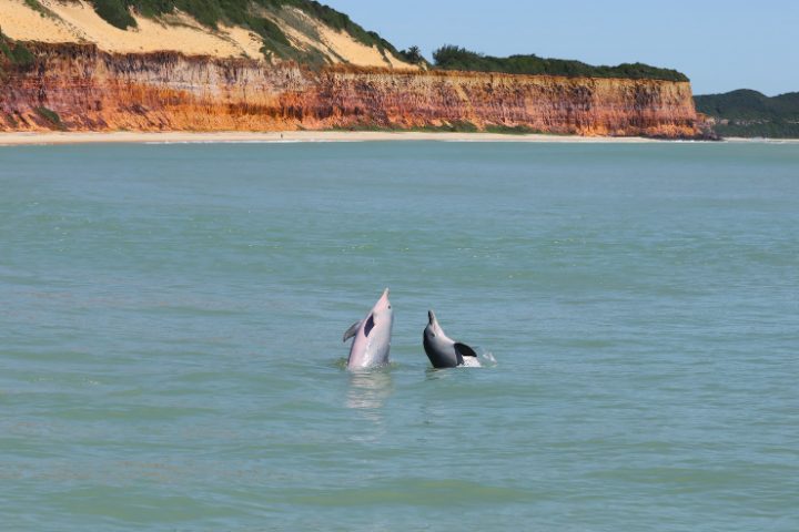 Due delfini nuotano davanti alla costa di Praia da Pipa