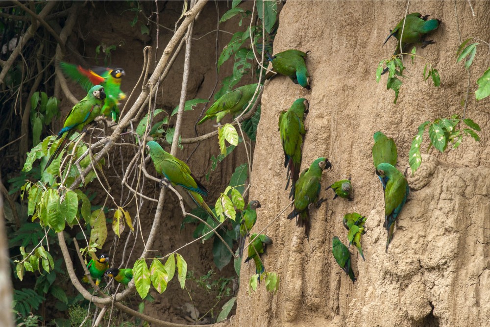 Foresta di Tambopata, Perù